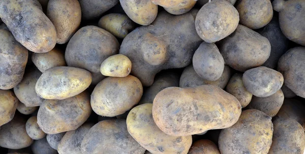 Βιολογικά πατάτας αγρότη αγορά για την πώληση — Φωτογραφία Αρχείου