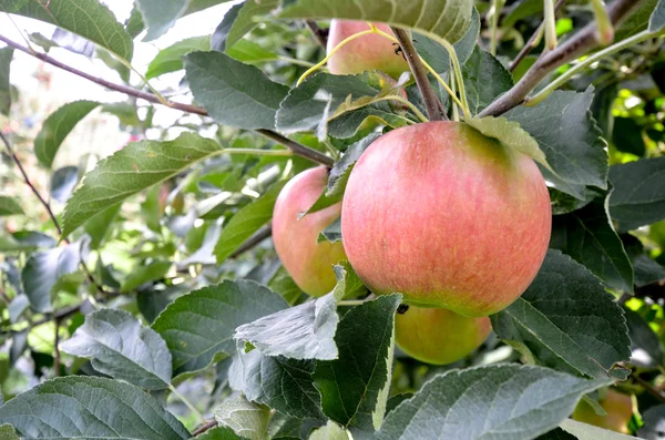 Manzanas en el huerto y listo para cosechar — Foto de Stock