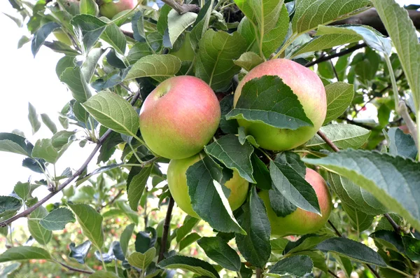 Manzanas en el huerto y listo para cosechar — Foto de Stock