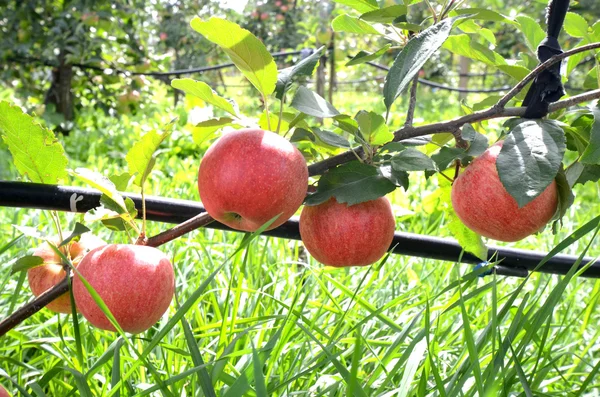 Яблоки и фруктовый сад готовы к уборке — стоковое фото