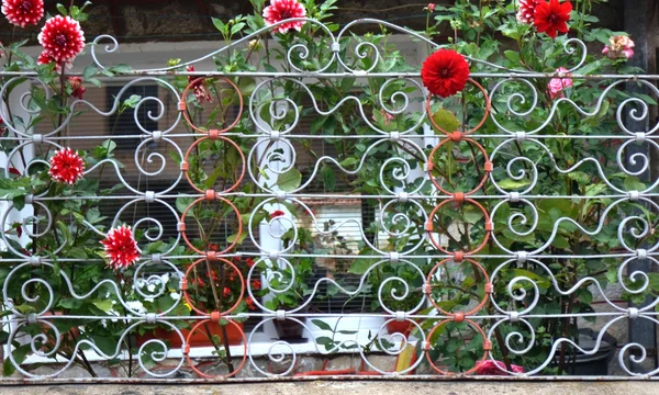 metal  house fence with flowers
