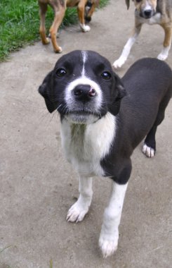 Resmi sevimli bir köpek. Hayvan Tema