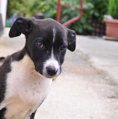 Resmi sevimli bir köpek. Hayvan Tema