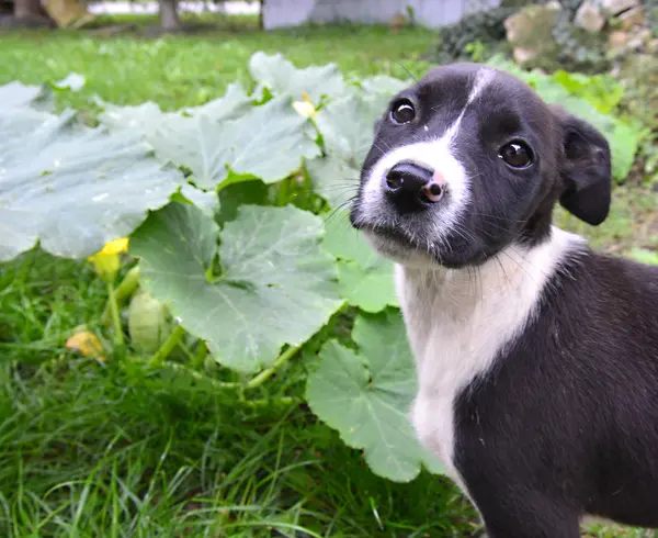 Imagem de um cachorrinho bonito. Tema animal — Fotografia de Stock