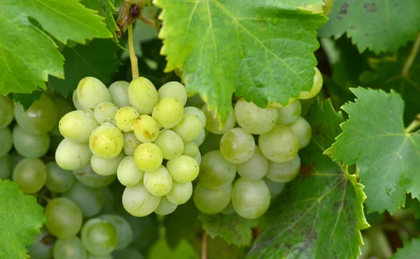 Uvas amadurecem na árvore — Fotografia de Stock