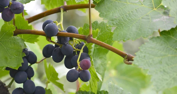 Raisins mûrissent sur l'arbre — Photo