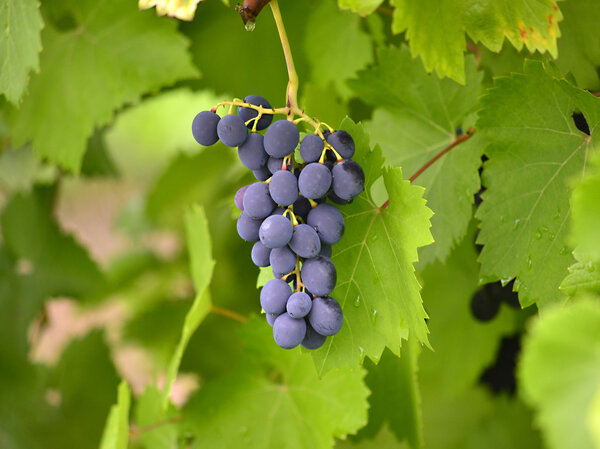 виноград созревает на дереве
