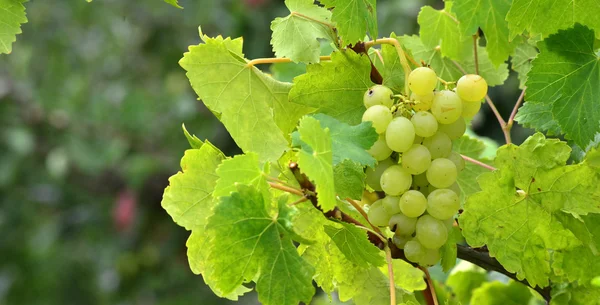 Uvas amadurecem na árvore — Fotografia de Stock