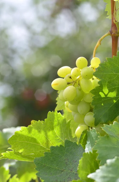 Uvas amadurecem na árvore — Fotografia de Stock