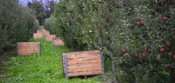 Apple Orchard ящик — стокове фото