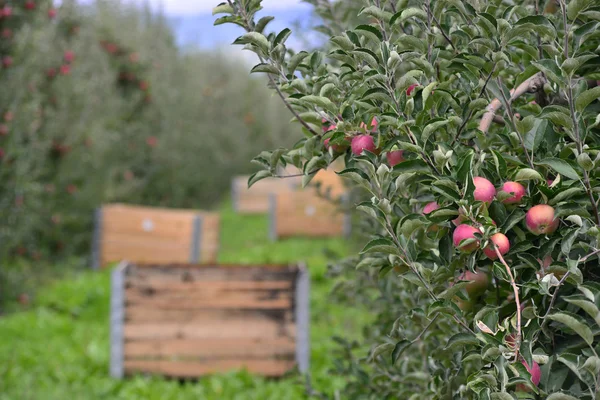 Apple Orchard ящик Стокове Зображення