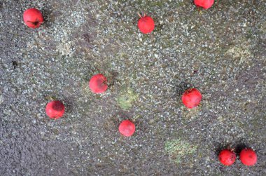 Kırmızı Hawthorne Berry