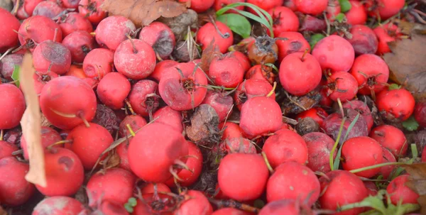 Bagas de espinheiro vermelho — Fotografia de Stock