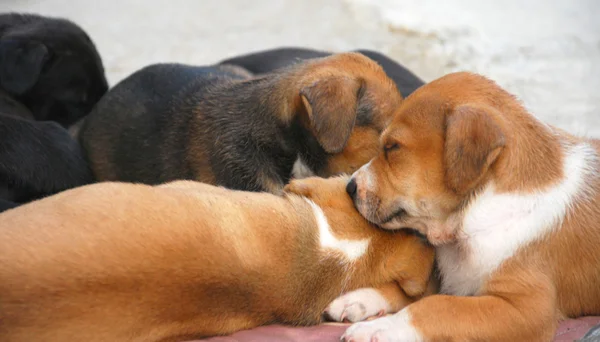 AmStaff κουταβιών ύπνου — Φωτογραφία Αρχείου