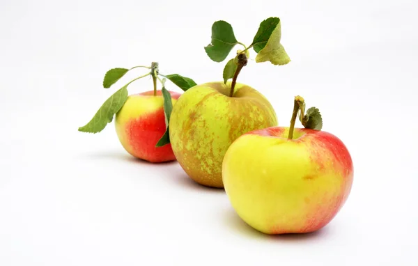 Just hervested fresh Apple — Stock Photo, Image
