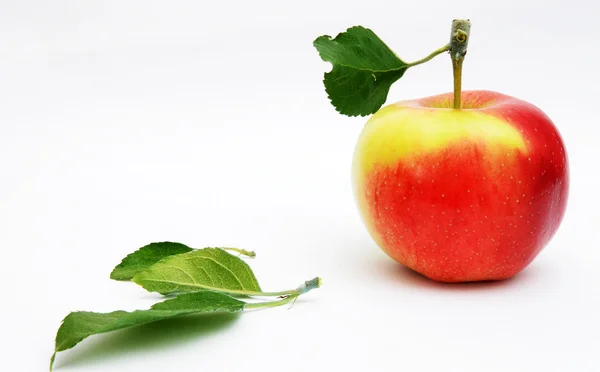 Gewoon hervested verse Apple — Stockfoto