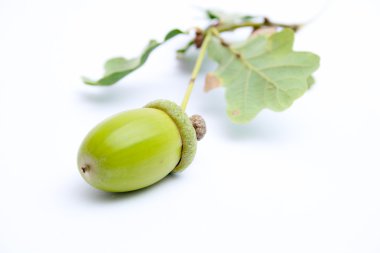 Beyaz arkaplanda meşe palamudu