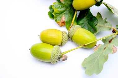 Beyaz arkaplanda meşe palamudu