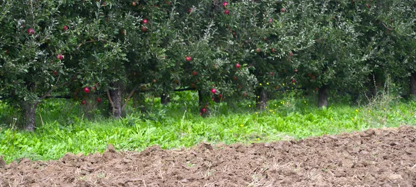 Apple Orchard — Stock Photo, Image