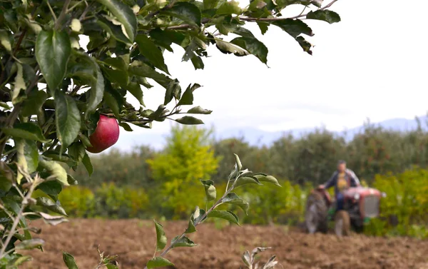 Appelboomgaard — Stockfoto