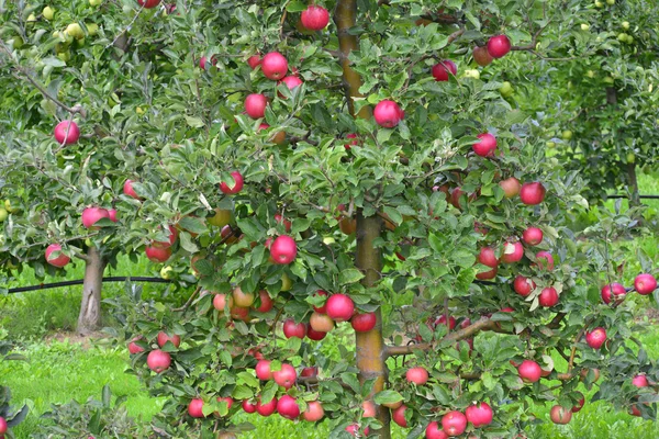 Huerto de manzana — Foto de Stock