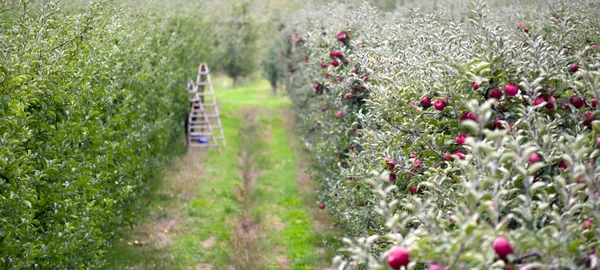 Huerto de manzana — Foto de Stock