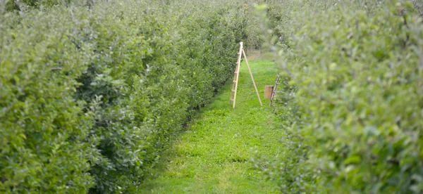 Apple Orchard — Stock Photo, Image