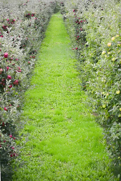 Huerto de manzana — Foto de Stock