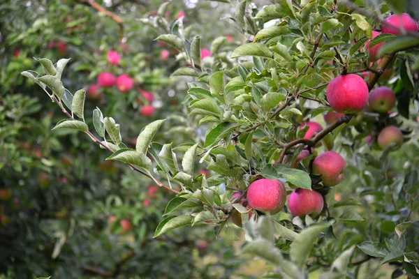 Fruits de pomme — Photo