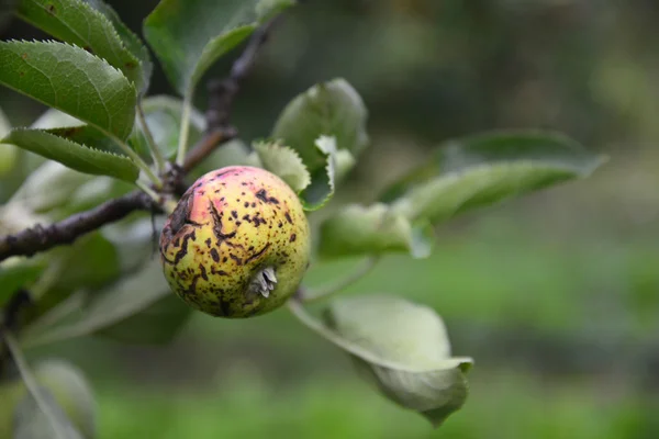 Fruta de manzana orgánica pura — Foto de Stock