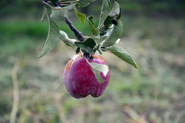 Fruta de manzana — Foto de Stock