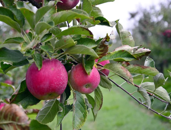 Fruta de manzana — Foto de Stock