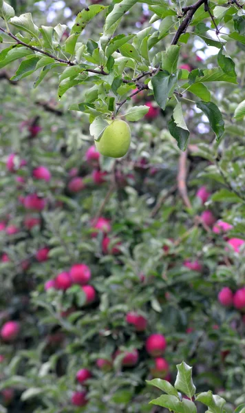 Apple fruit — Stockfoto