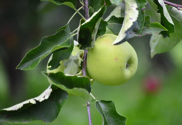 Apple fruit — Stock Photo, Image