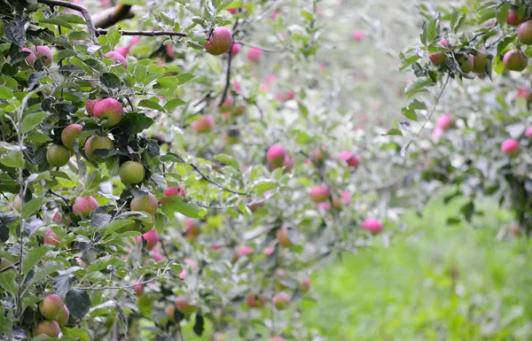 Apple 果樹園フルーツ — ストック写真