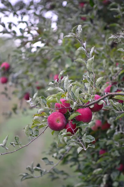 Fruto de pomar de maçã — Fotografia de Stock
