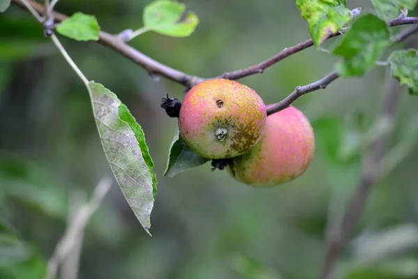 Fruta del huerto de manzana — Foto de Stock