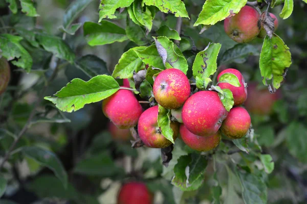 Frutta di mela — Foto Stock