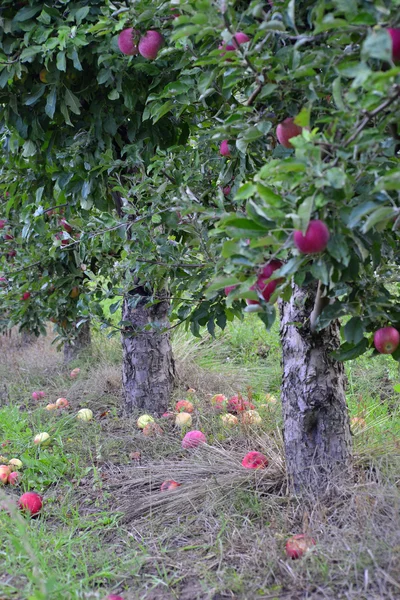 Frutos de maçã caídos em pomar — Fotografia de Stock