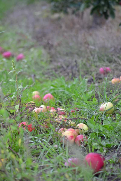 Gevallen apple vruchten in boomgaard — Stockfoto