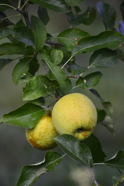 Fruta de maçã — Fotografia de Stock