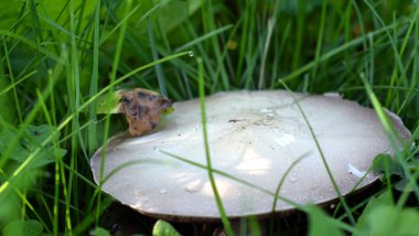 Otların arasında büyüyen mantar