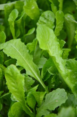 Yeşil yaprakları ve çiğ