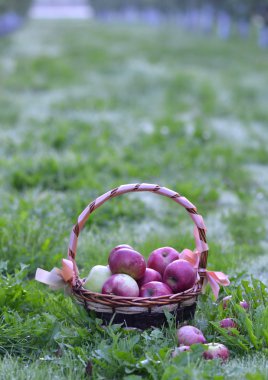 orchard sabahı erken bir sepet elma