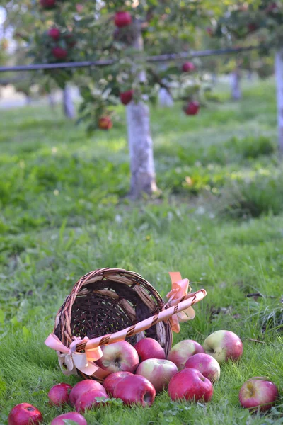 Apples spilling out of a basket on a green grass in the morning — Stock Photo, Image