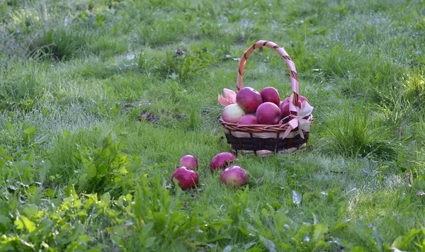 Almát a kosárba, gyümölcsös korai a reggel — Stock Fotó