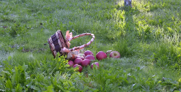 Maçãs que se derramam fora de uma cesta em uma grama verde de manhã — Fotografia de Stock