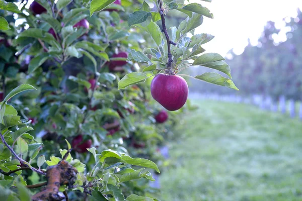 Röda äpplen i en fruktträdgård tidigt på morgonen — Stockfoto