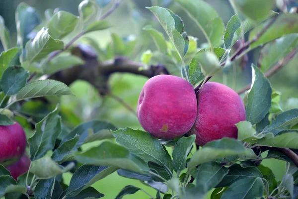 아침에 일찍 과수원에 빨간 사과 — 스톡 사진
