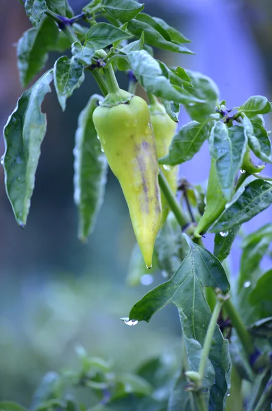 Paprika biologica pura dopo la pioggia mattutina — Foto Stock